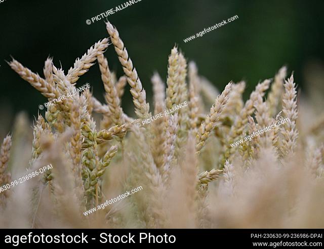 PRODUCTION - 29 June 2023, Hesse, Hofheim: Grain ears are still immature in a field near Hofheim am Taunus. The increasing dryness is also causing problems for...