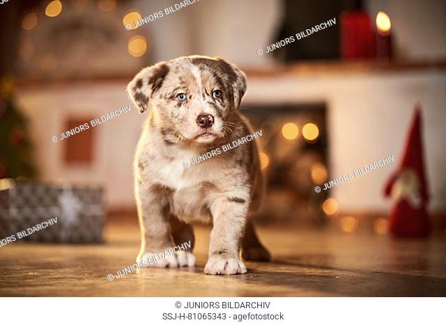 Mixed-breed dog. Puppy standing in a room decorated for Christmas. Germany