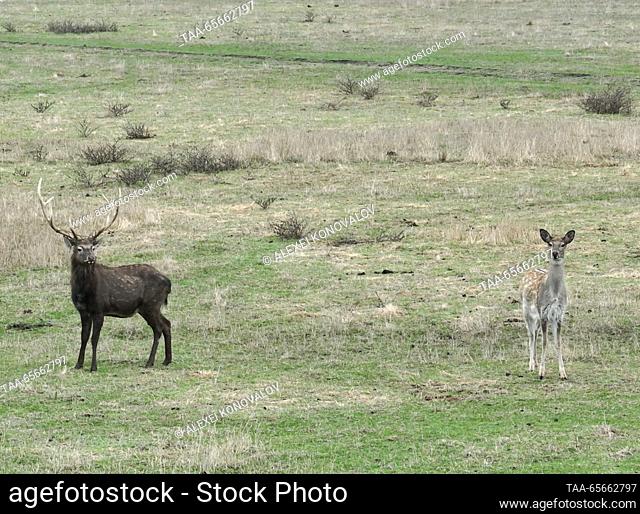 RUSSIA, KHERSON REGION - DECEMBER 11, 2023: A Northern spotted deer (L) and a fallow dear in the Askania Nova biosphere reserve