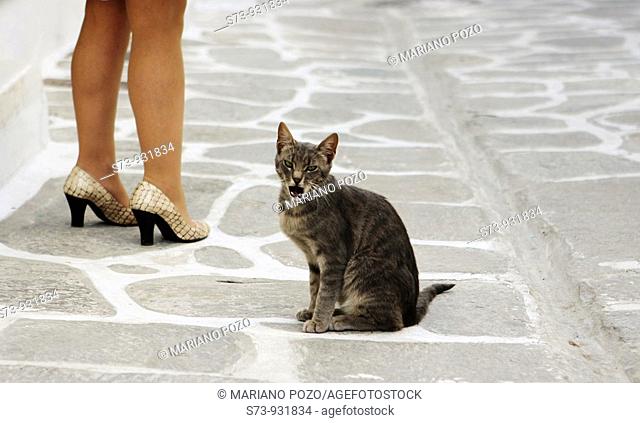 cat near a woman in a paros street, cyclades islands, greece, europe