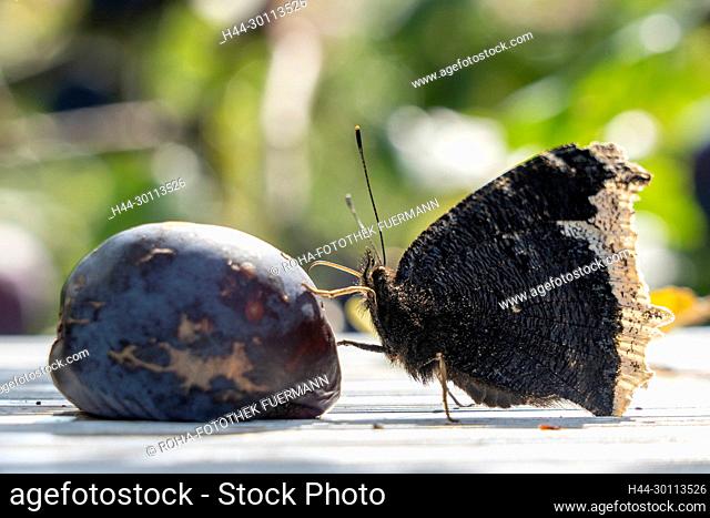 Der Trauermantel (Nymphalis antiopa) ist ein Schmetterling (Tagfalter) aus der Familie der Edelfalter (Nymphalidae). Das Artepitheton leitet sich von einem...
