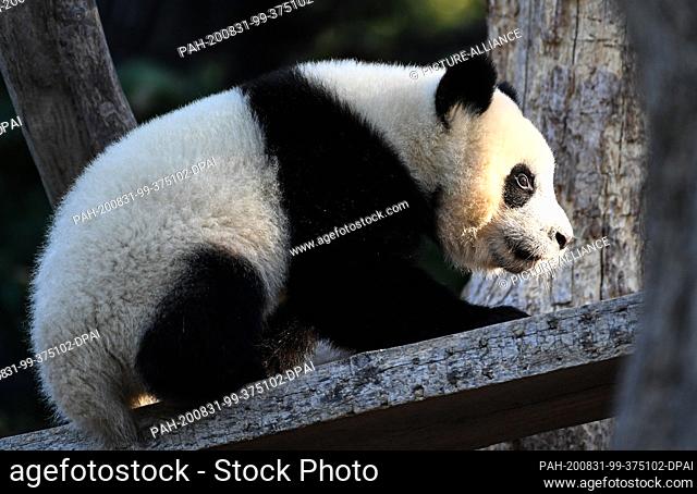 17 August 2020, Berlin: Panda bear Paule plays in his enclosure at the Berlin Zoo. He is one of the panda twins who were born for the first time in Germany and...
