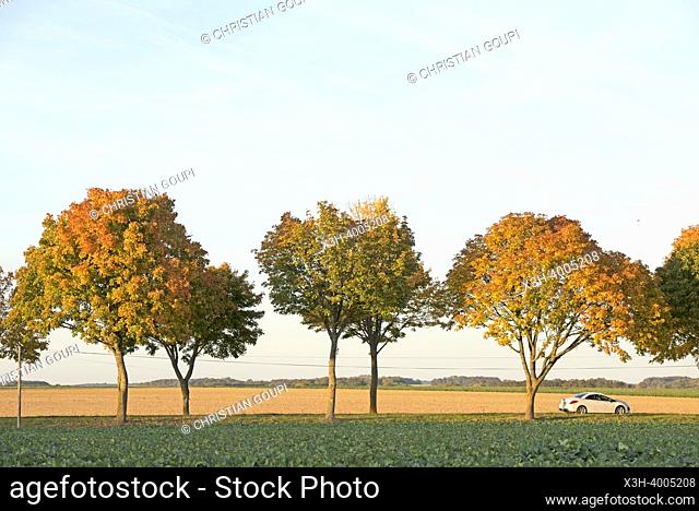 Tree-lined country road, Eure-et-Loir department, Centre-Val-de-Loire region, France, Europe