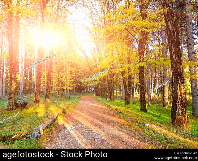 tress road path sunlight in autumn evening in forest in ioannina greece