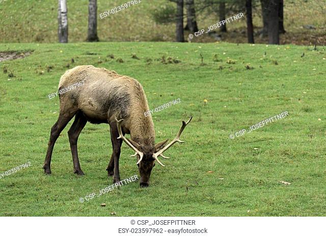 Elk feeding in a grassy landscape
