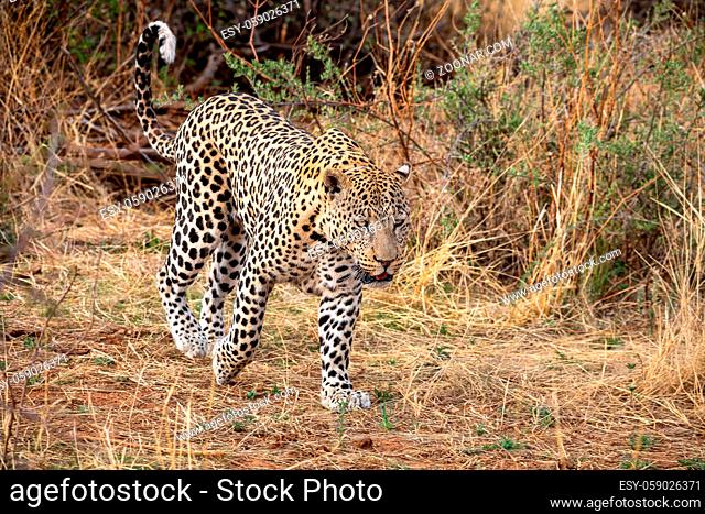 Leopard at Kgalagadi national park, Namibia