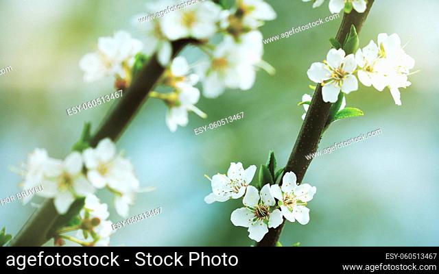 White Young Spring Flowers Growing In Branch Of Tree