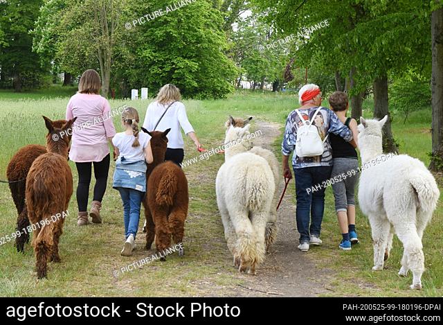 09 May 2020, Saxony, Kahnsdorf: A first hike this year with the alpacas of Diana Gröhmann (l) from the Alpaca-Shop Leipziger Land can be enjoyed by a family...