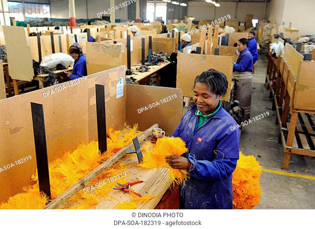 African peoples working Ostrich feather factory south africa