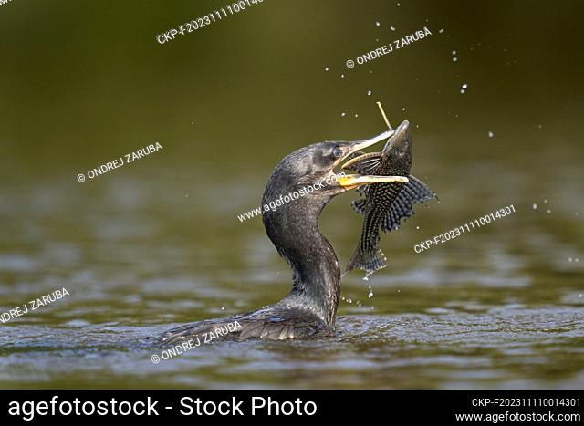 neotropic cormorant fishing in river in tropical Pantanal (CTK Photo/Ondrej Zaruba)