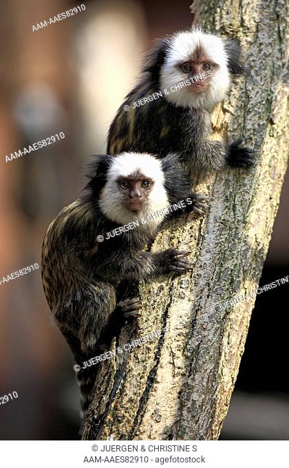 White-Headed Marmoset, Tufted-Ear Marmoset, Geoffroy`s Marmoset (Callithrix geoffroyi) young brothers and sisters on tree, Brazil, South America
