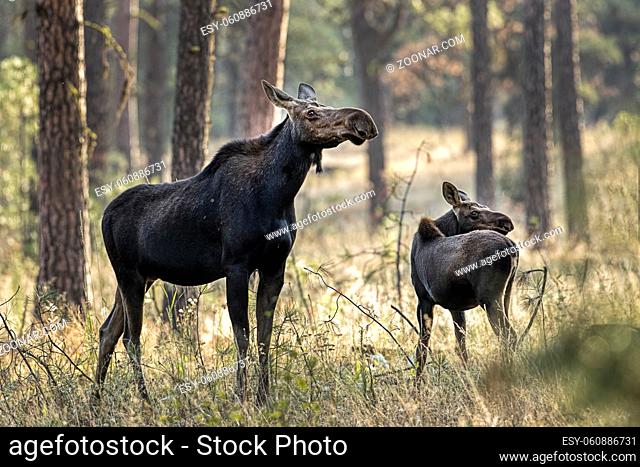 A moose and its calf at Turnbull Wildlife Refuge near Cheney, Washington