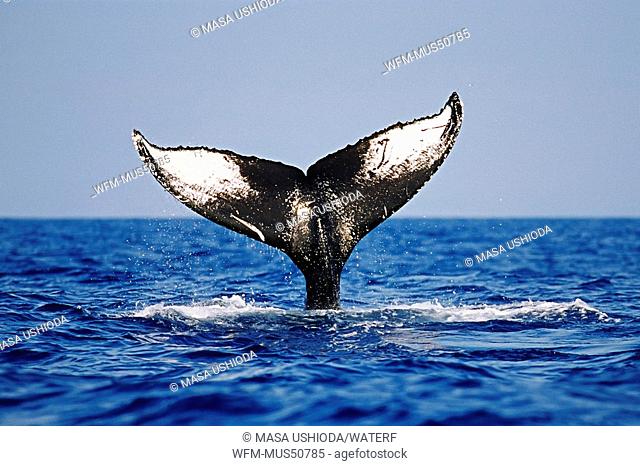 Humpback Whale Fluke, Megaptera novaeangliae, Pacific Ocean, Hawaii, USA