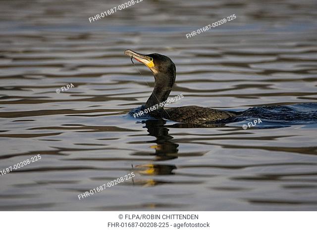 Great Cormorant Phalacrocorax carbo adult, with fishing hook and line caught in beak, swimming, Norfolk, England, january