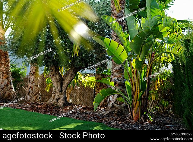 Lush tropical bushes and trees outdoor. Spain