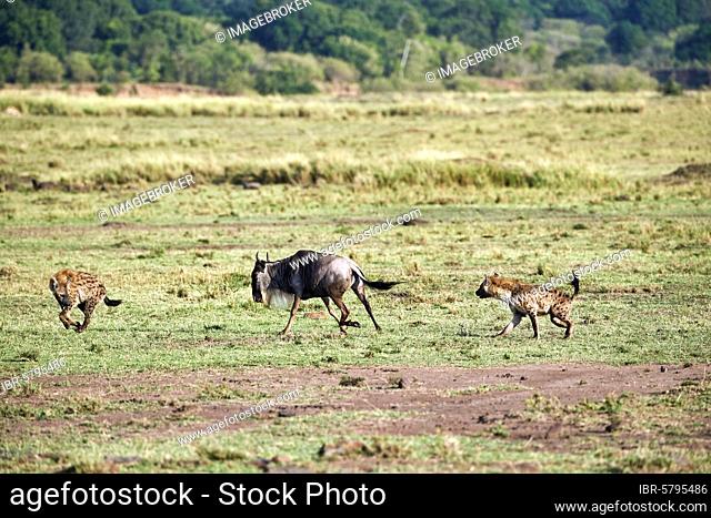 Spotted hyaena (Crocuta crocuta) hunting an Eastern White-bearded Wildebeest, because it has a broken leg (Connochaetes taurinus), Masai Mara National Reserve