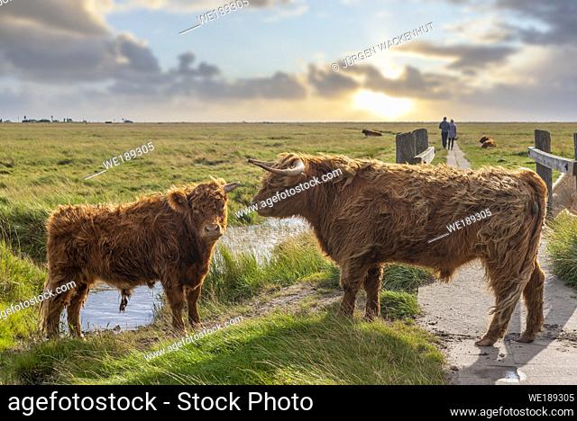Scottish highland cattles in the salt marshes, Sankt Peter-Ording, North Sea, Schleswig-Holstein, Germany, Europe