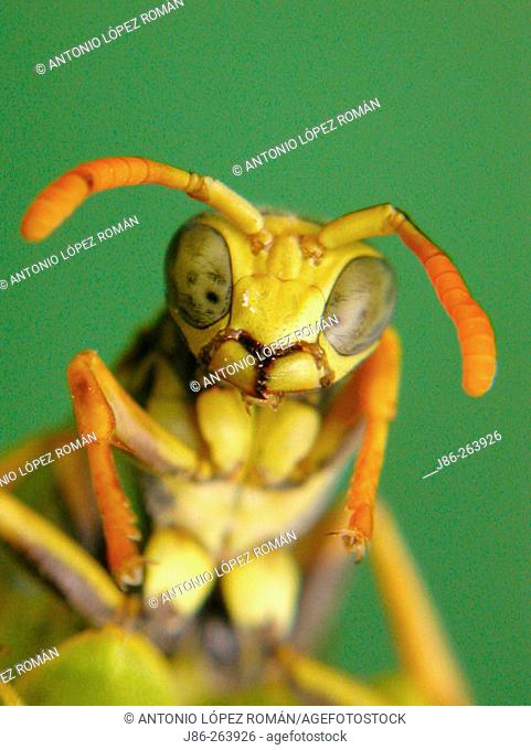 wasp(Polistes bischoffi)