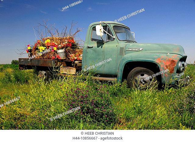 10856667, Canada, Flowers, Old Pickup Truck, near