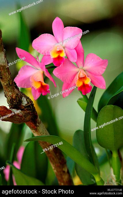 Orchid Flower in the garden, borneo, asia