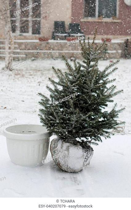 Fir Tree in the snow- live tree with root