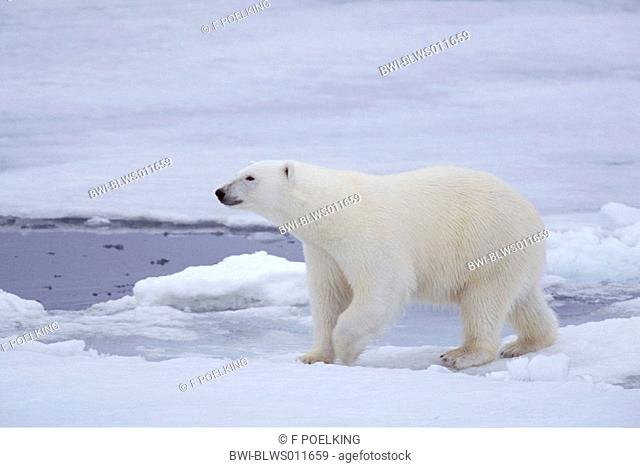 polar bear Ursus maritimus, standing on a floe, Norway, Spitsbergen