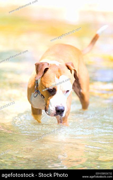 Brown and white American staffordshire terrier dog wearing collar playing in shallow riverbed
