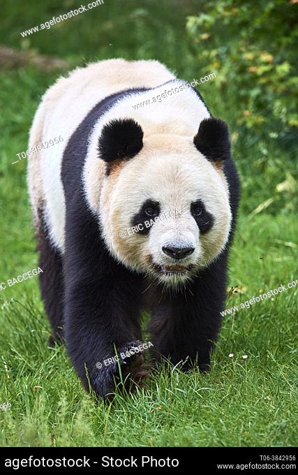 Giant panda male portrait (Ailuropoda melanoleuca) Captive, ZooPark Beauval, France