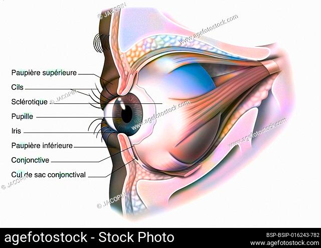 Anatomy of the eye and eyelid (viewed from 3/4) with iris, pupil
