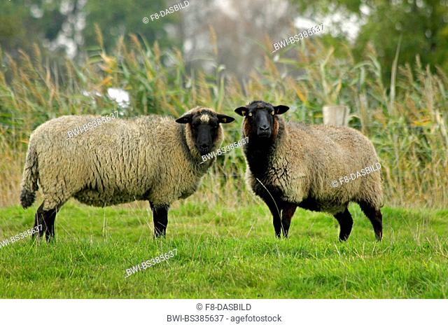Pomeranian coarsewool (Ovis ammon f. aries), two sheep in a pasture, Germany, Lower Saxony