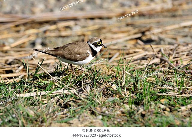 Little Ringed Plover, Charadrius dubius, Charadriidae, plover, bird, animal, Darscho Warmsee, Seewinkel, Burgenland, Austria