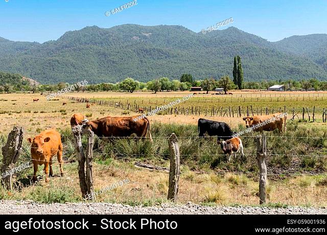 Cows graze and drink in a pasture near Valparaiso, Chile