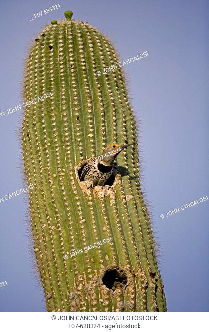 Gilded Flicker (Colaptes chrysoides) at Nest in Saguaro Cactus - Sonoran Desert - Arizona - Male - These woodpeckers are permanent residents that are found in...