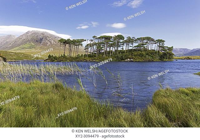 Pines Island in Derryclare Lough, Connemara, County Galway, Republic of Ireland. Eire