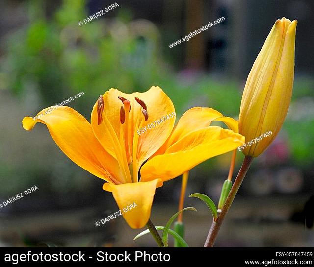 Yellow Lily, Lilium