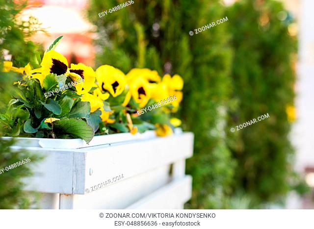 Street cafe flowers and herbs decor concept. Yellow viola flowers at the cafe. Sunny day. Shallow depth of field