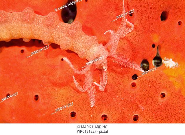 Marine invertebrate, Red Sea