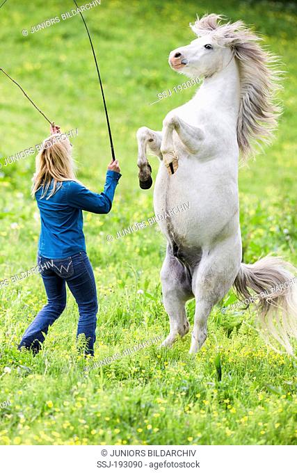 Welsh Mountain Pony (Section A). Woman with a gray gelding, rearing on a pasture. Austria