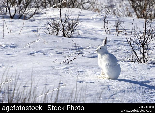 Europe, Scandinavia, Norway, Varanger Fjord, Vadso, Arctic hare (Lepus arcticus), in the snow
