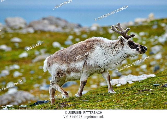 Svalbard reindeer (Rangifer tarandus platyrhynchus), Svalbard or Spitsbergen, Europe - , Svalbard, 27/06/2018