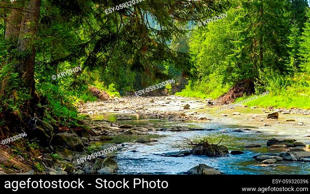 Beautiful pine forest and calm river in the high moutnains in Europe