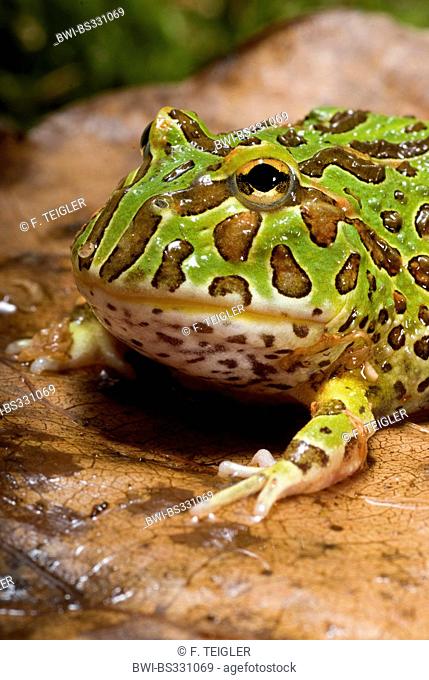 argentine horned frog, pacman frog, nightcrawler, night crawler, ornate horned frog, ornate horned toad, escuerzo (Ceratophrys ornata), portrait