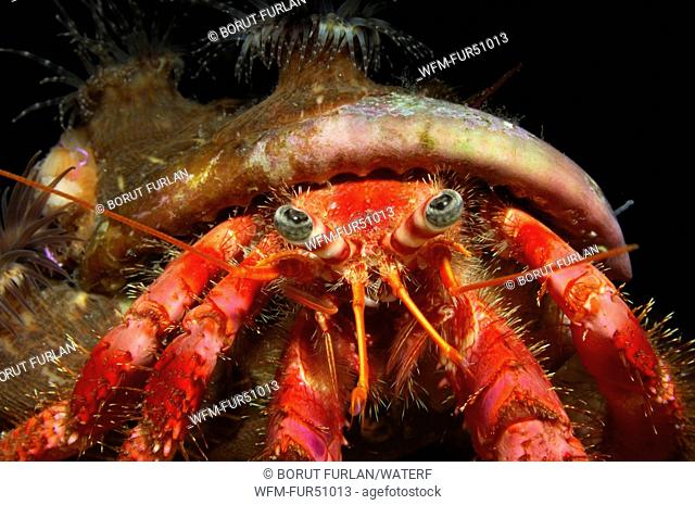 Anemone Hermit Crab, Dardanus calidus, Susac Island, Adriatic Sea, Croatia