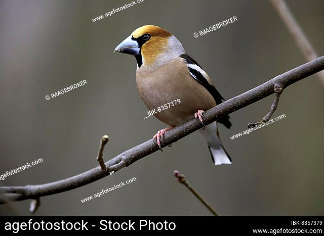 Hawfinch (Coccothraustes coccothraustes), male, Thuringia, Germany, Europe