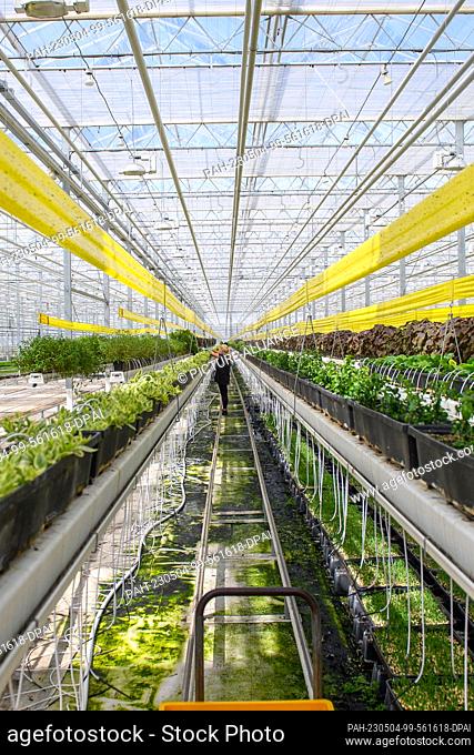 04 May 2023, Saxony-Anhalt, Sülzetal: Herb plants thrive in long rows in a greenhouse of the company ""Bördegarten"". ""Bördegarten"" is a company of the...