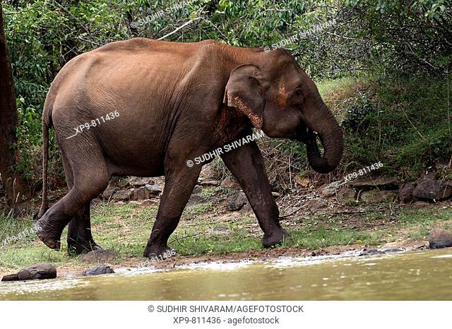 Asian Elephant. BRT Wildlife Sanctuary, Karnataka, India