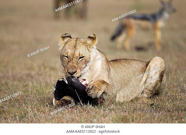 Lioness feeding on a carcass (Panthera leo). Maasai Mara National Reserve, Kenya. Mar 2011