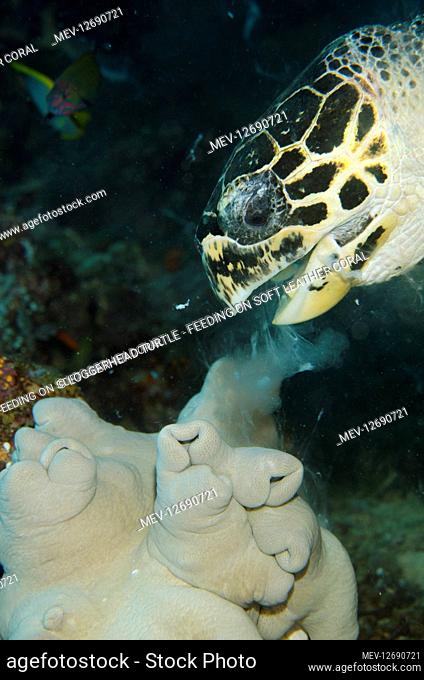 Loggerhead Turtle - feeding on soft Leather Coral (Lobophytum sp.) - Yilliet Kecil dive site, Yilliet Island, Misool, Raja Ampat, West Papua, Indonesia