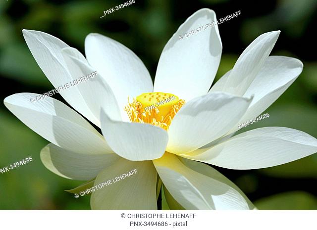 France, Paris. Val de Marne. Vincennes. Parc Floral de Vincennes. The Aquatic Garden. Closeup of a blooming Indian lotus (Nelumbo nucifera)