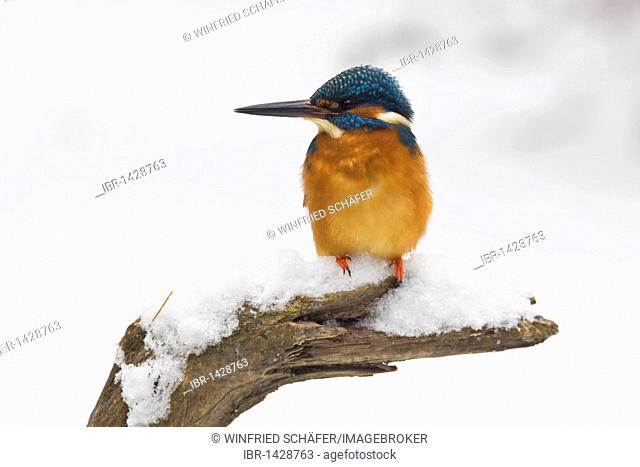 European Kingfisher (Alcedo atthis) in winter, sitting on a snow covered branch, Germany, Europe
